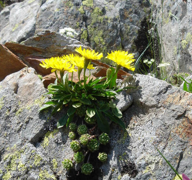 Leontodon pyrenaicus photo